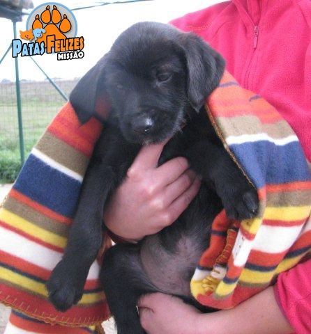 Animais Abandonados para Adopção. Adopte-me. Cães e Gatos