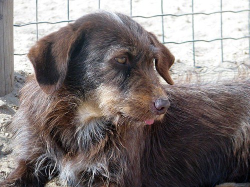 Animais Abandonados para Adopção. Adopte-me. Cães e Gatos