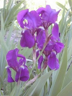lirios