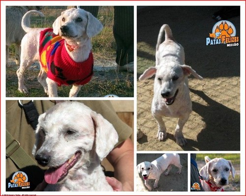 Animais Abandonados para Adopção. Adopte-me. Cães e Gatos