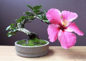 Bonsai