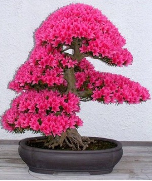 Bonsai