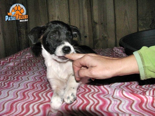 Animais Abandonados para Adopção. Adopte-me. Cães e Gatos