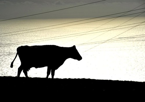 Uma silhueta animal em brilho, captada na Terceira em Setembro...