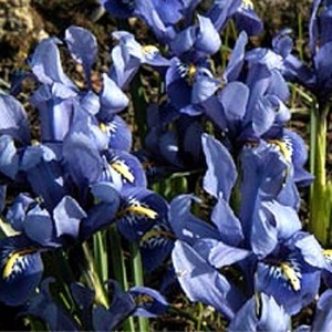Iris reticulata