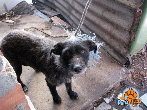 Animais Abandonados para Adopção. Adopte-me. Cães e Gatos