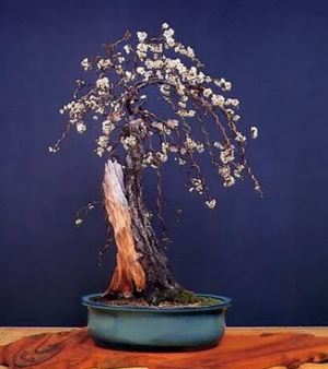bonsai