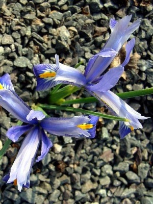 Iris reticulata