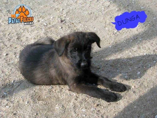 Animais Abandonados para Adopção. Adopte-me. Cães e Gatos