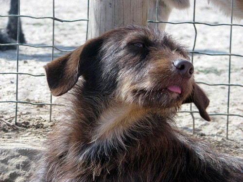 Animais Abandonados para Adopção. Adopte-me. Cães e Gatos