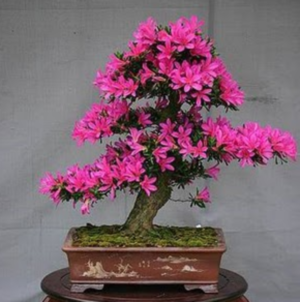 Bonsai