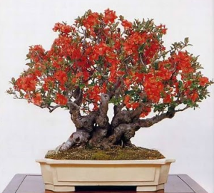 Bonsai