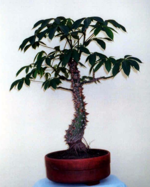 Bonsai
