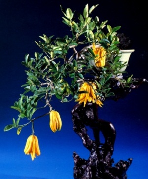 Bonsai
