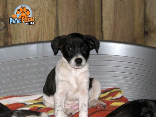 Animais Abandonados para Adopção. Adopte-me. Cães e Gatos