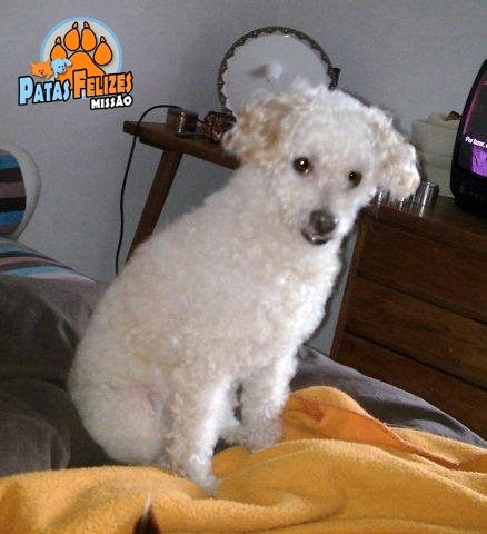 Animais Abandonados para Adopção. Adopte-me. Cães e Gatos