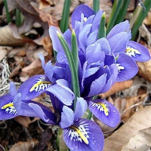 Iris reticulata