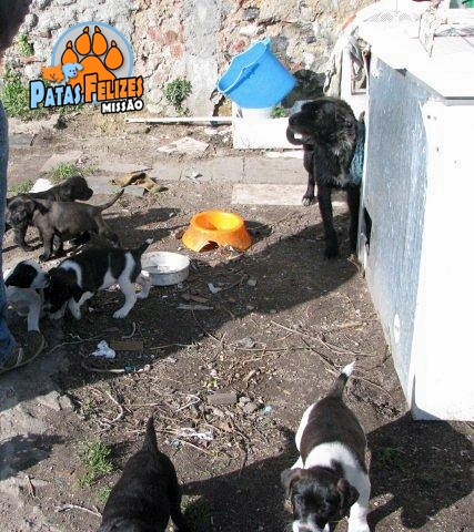 Animais Abandonados para Adopção. Adopte-me. Cães e Gatos