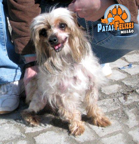 Animais Abandonados para Adopção. Adopte-me. Cães e Gatos