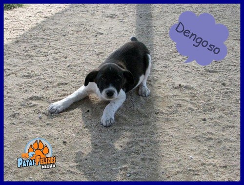 Animais Abandonados para Adopção. Adopte-me. Cães e Gatos