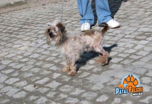 Animais Abandonados para Adopção. Adopte-me. Cães e Gatos