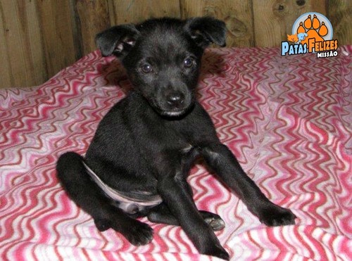 Animais Abandonados para Adopção. Adopte-me. Cães e Gatos
