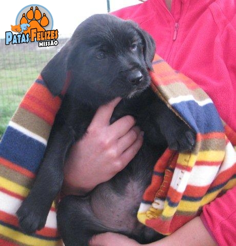 Animais Abandonados para Adopção. Adopte-me. Cães e Gatos