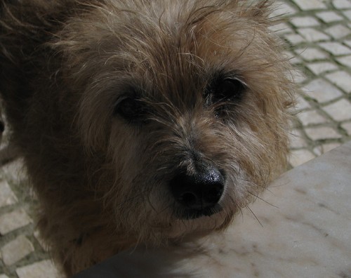 Animais Abandonados para Adopção. Adopte-me. Cães e Gatos