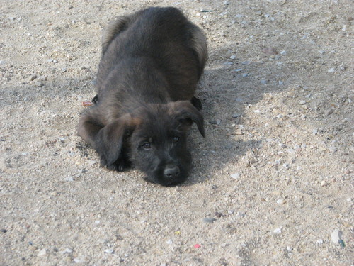 Animais Abandonados para Adopção. Adopte-me. Cães e Gatos