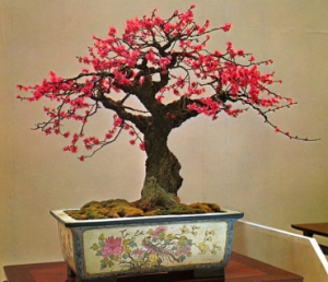 Bonsai