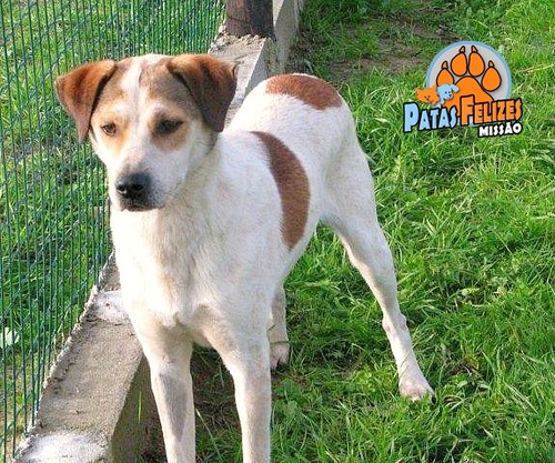 Animais Abandonados para Adopção. Adopte-me. Cães e Gatos