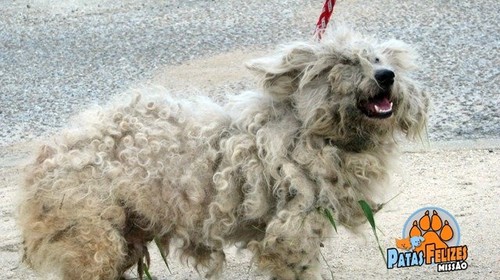 Animais Abandonados para Adopção. Adopte-me. Cães e Gatos