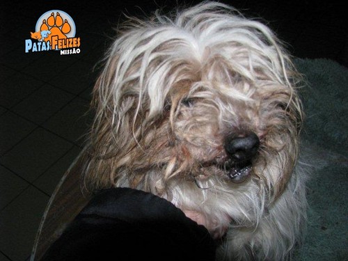 Animais Abandonados para Adopção. Adopte-me. Cães e Gatos
