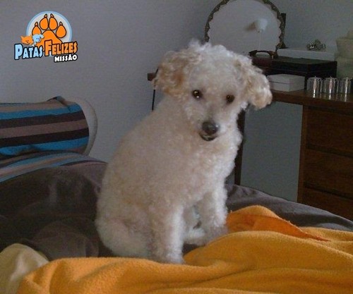 Animais Abandonados para Adopção. Adopte-me. Cães e Gatos