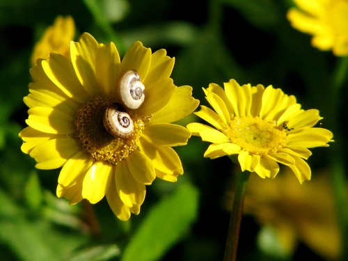 floracóis