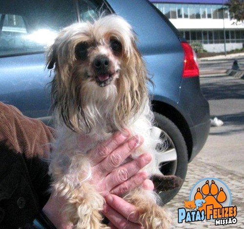 Animais Abandonados para Adopção. Adopte-me. Cães e Gatos