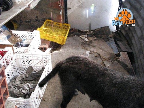 Animais Abandonados para Adopção. Adopte-me. Cães e Gatos