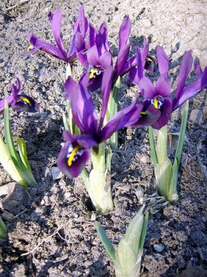 Iris reticulata