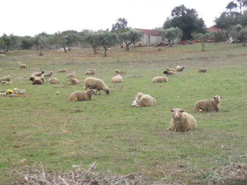 nas calmas