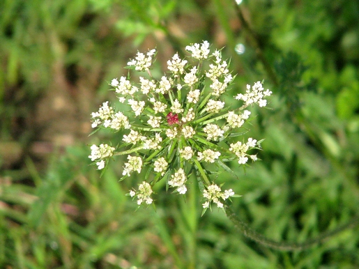 alvo em flor