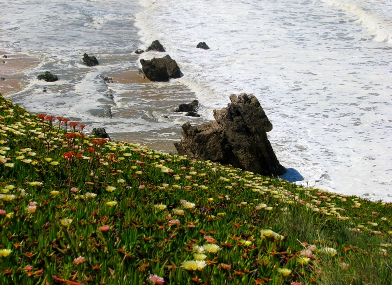 o mar em flor
