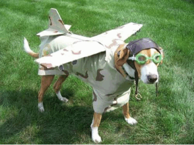 Cão Piloto