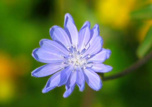 abraço azul