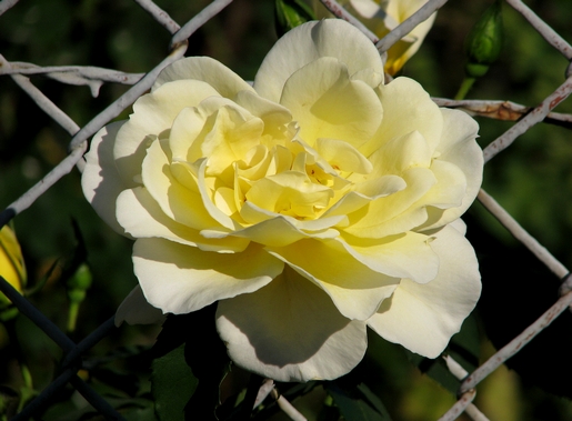 rosa amarela