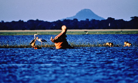 Hippopotamus-in-Gorongosa-001