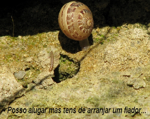 contrato de arrendamento