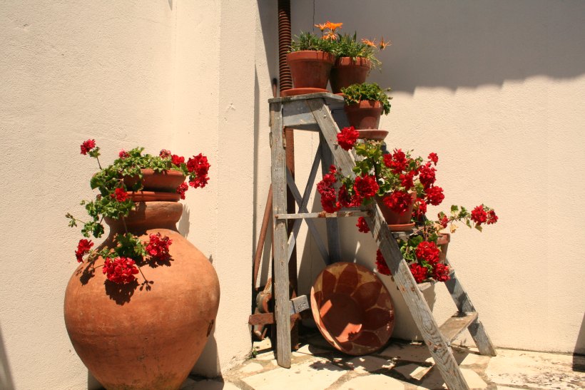 HContadas-flowers02