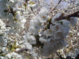 Páscoa é o anúncio da flor, da Primavera, da existência, da poesia...